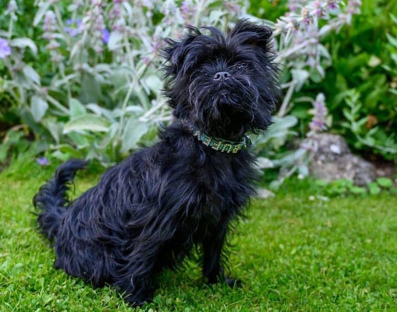 Affenpinscher dog sitting on a beautiful lawn