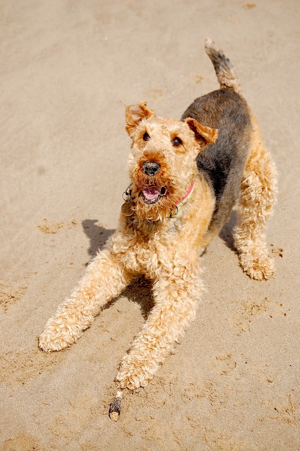 hunting airedale terrier breeders