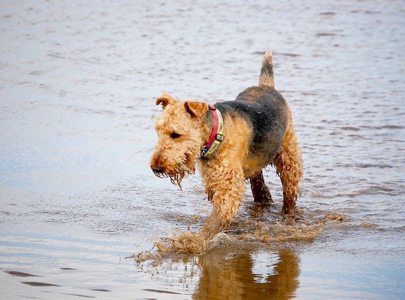 do airedales like water