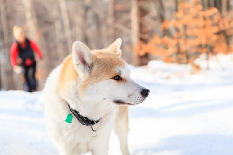 A picture of a woman and Akita dog walking in a snowy, winter forest