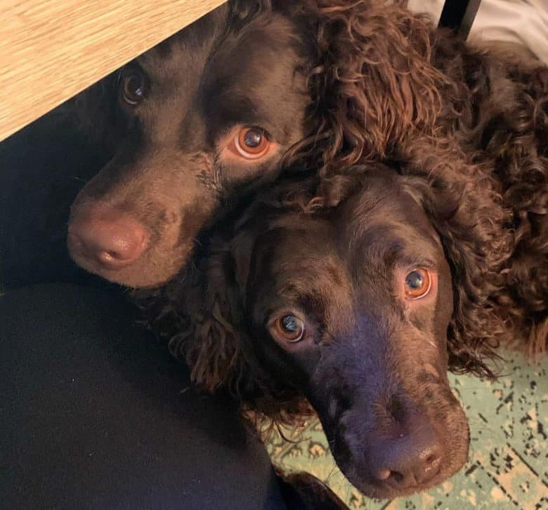 Two American Water Spaniel dogs hiding under the table