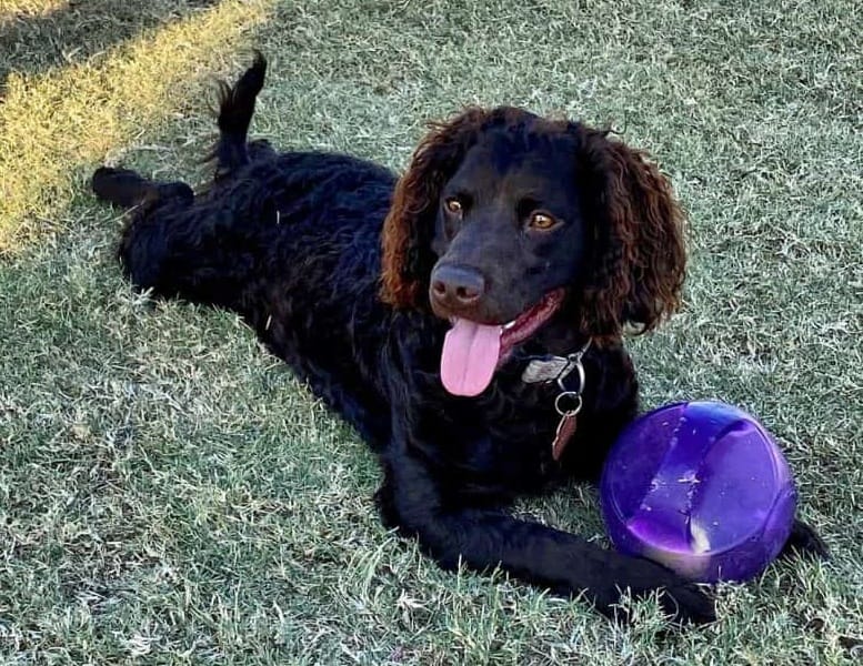 American Water Spaniel playing ball in the park