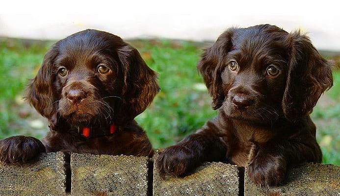 American Water Spaniel puppies