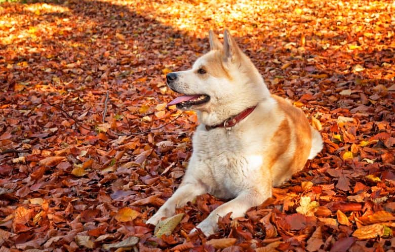 A picture of Akita dog sitting on the fallen leaves in a forest