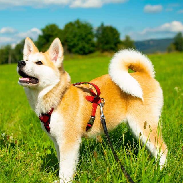A picture of Akita dog walking on the grass