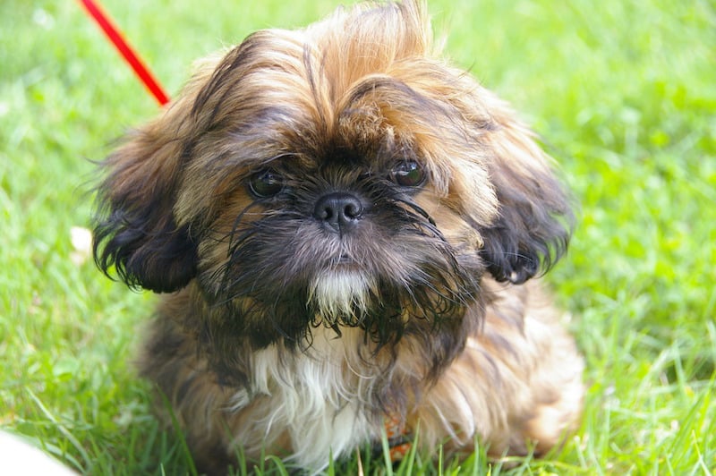 standard type shih tzu