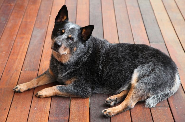 Australian Cattle Dog lying on wooden floor with a smart look