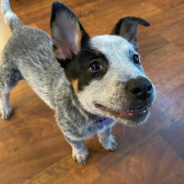 Blue Heeler puppy eagerly waiting for her dog treats