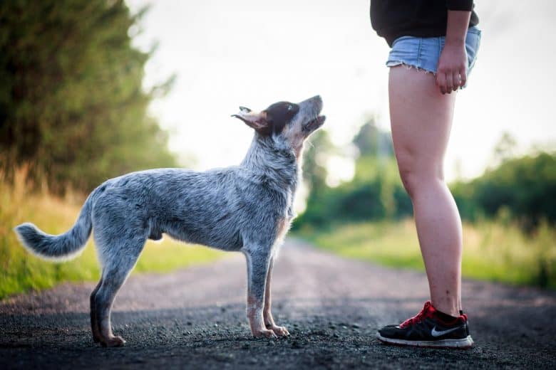 Australian Cattle Dog on the road with its owner