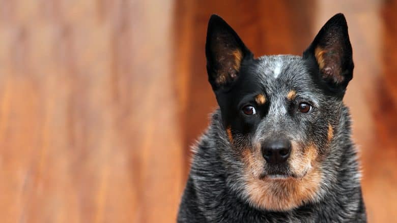 Australian Cattle Dog with its serious pose