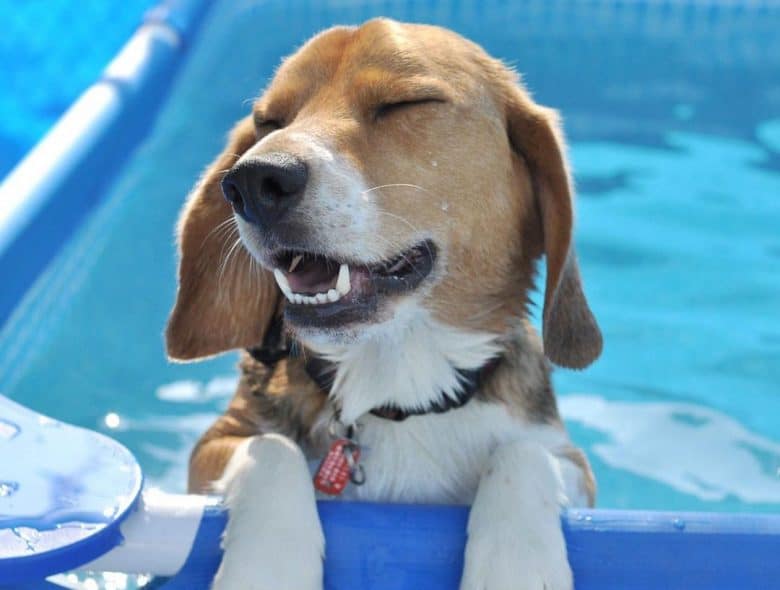 Beacol dog closing eyes while dipping in the water
