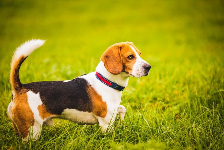 Attentive Beagle walking on the grass