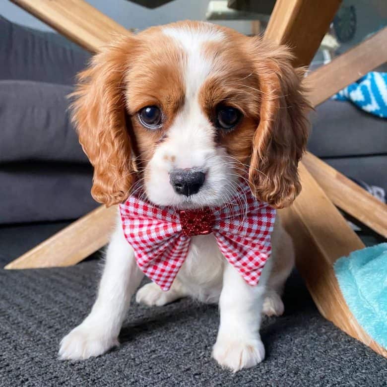 Beagle Cavalier King Charles Spaniel Mix named Lola