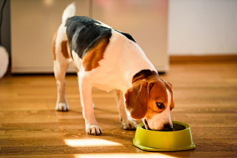 Beagle enjoying its dog food