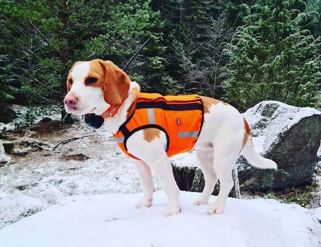 Beagle ready for winter hunt