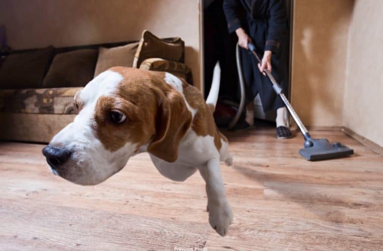Beagle jumps while owner vacuums the floor