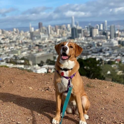 The Beagle An Energetic Dog and a Great Escape Artist K9 