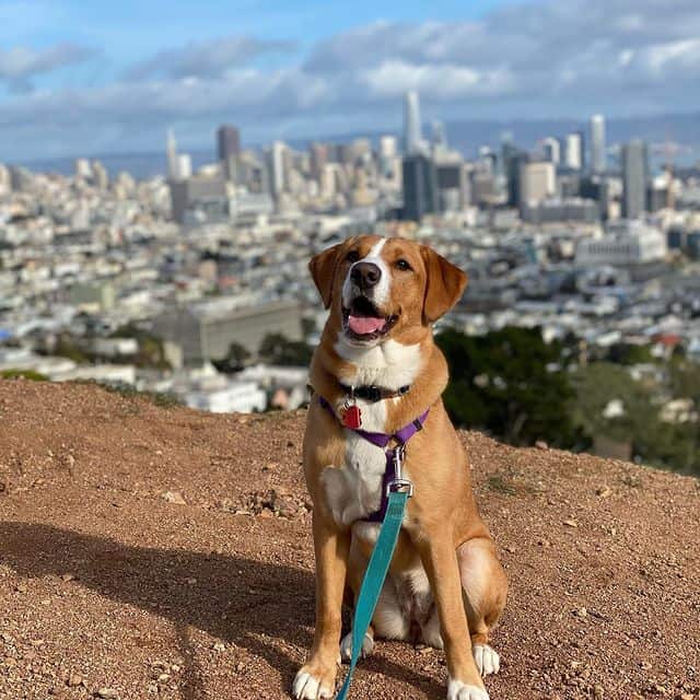 Beagle Lab mix named Willow