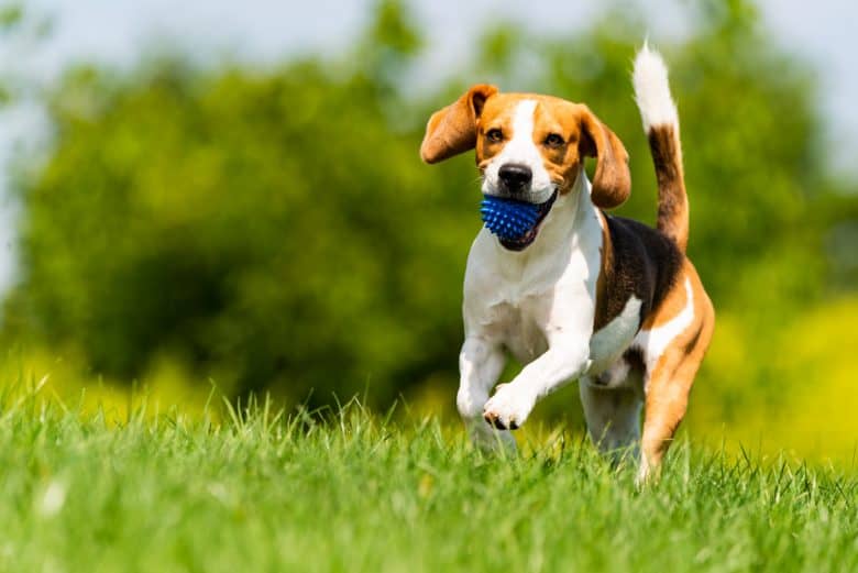 Playful Beagle fetching a blue ball