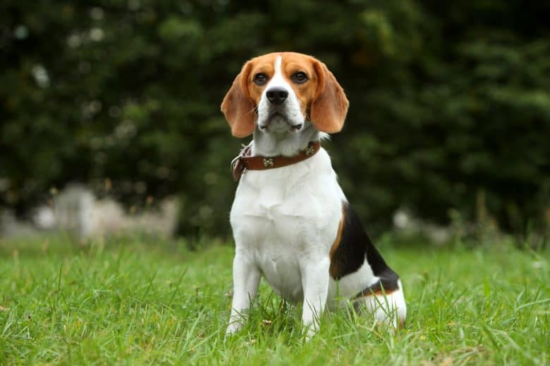 Beagle puppy sitting on the grass