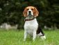 500+ Most Popular Beagle Names for 2022