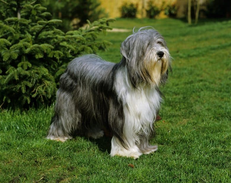 Bearded Collie dog standing on lawn