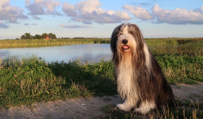 Bearded Collie dog resting from a walk