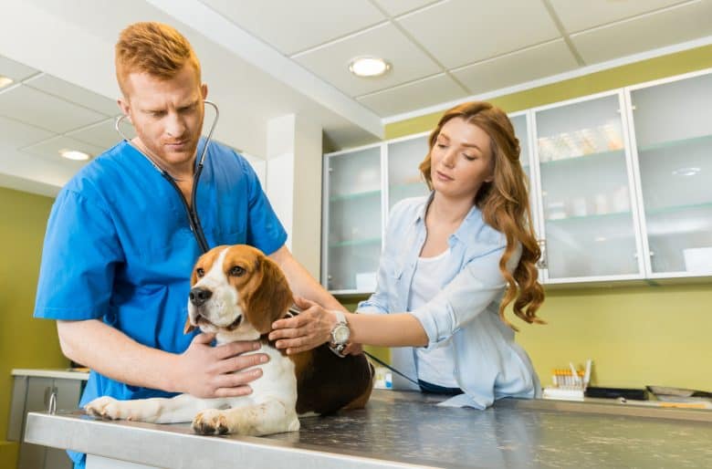 Behave Beagle inside the vet clinic