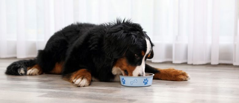 Lazy Bernese Mountain dog lying while eating