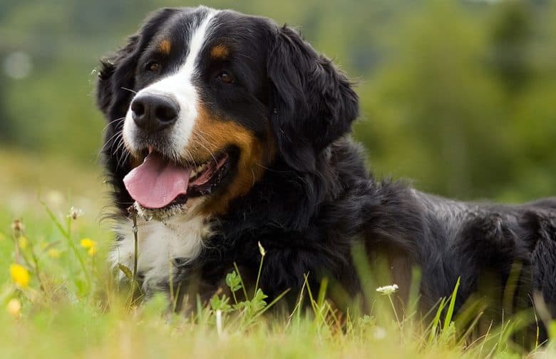 Bernese Mountain dog resting on a meadow