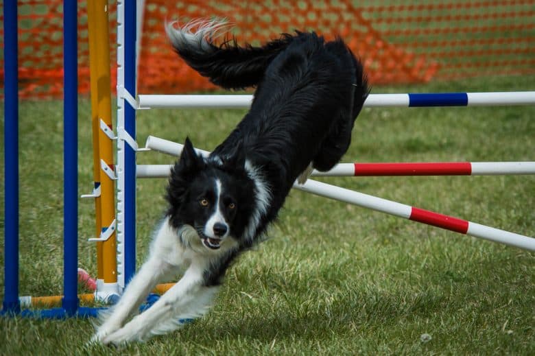 A Border Collie dog in an agility jump training