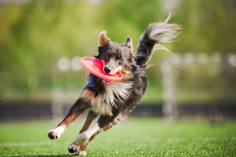 A Border Collie dog running and catching the flying disc