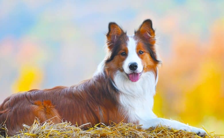 Border Collie dog lie on hay