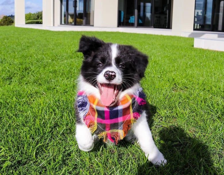 Border Collie puppy wearing bandana