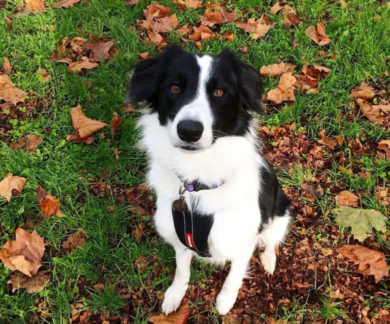 Border Collie sitting on the grass full of fallen leaves