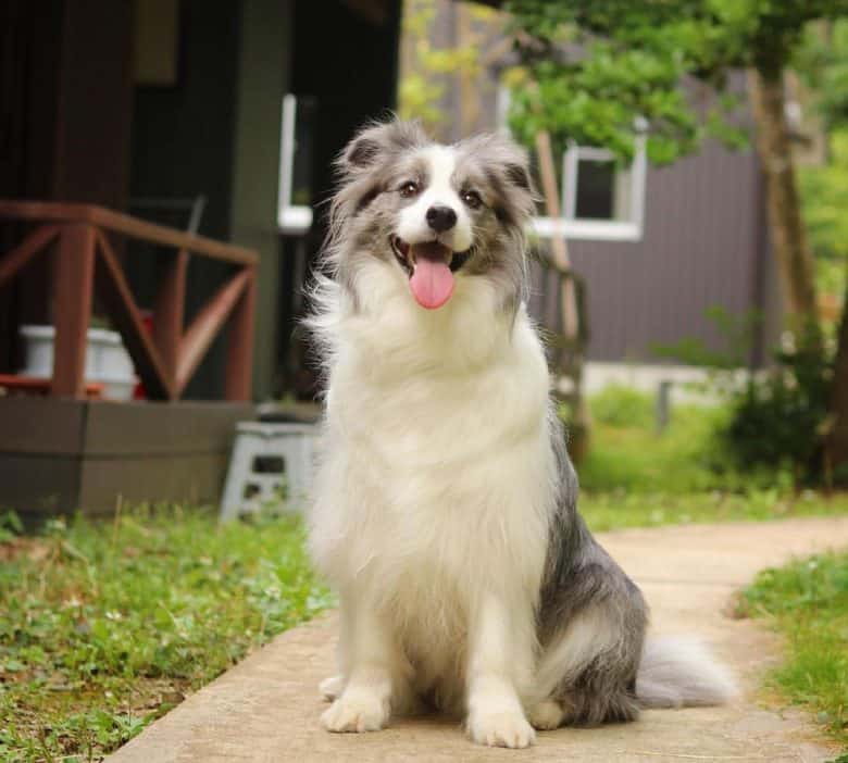 Border Collie sitting on the walkway