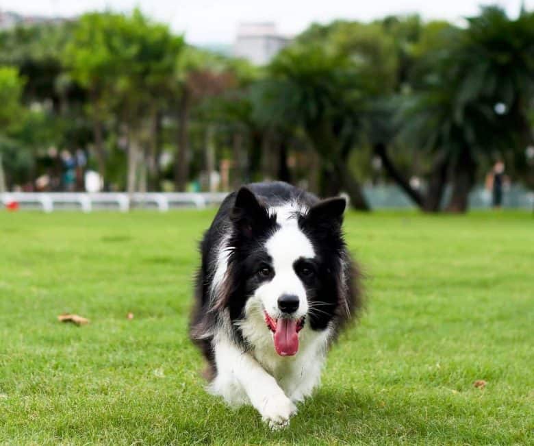 Border Collie stalking for something