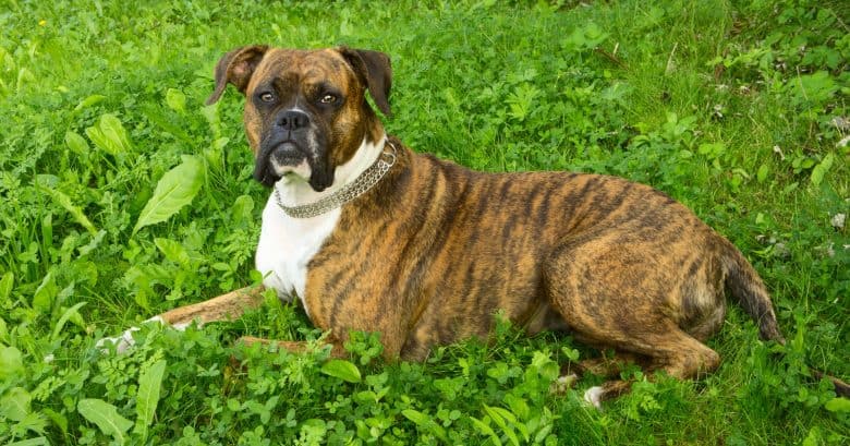 Boxer dog relaxing on the lawn