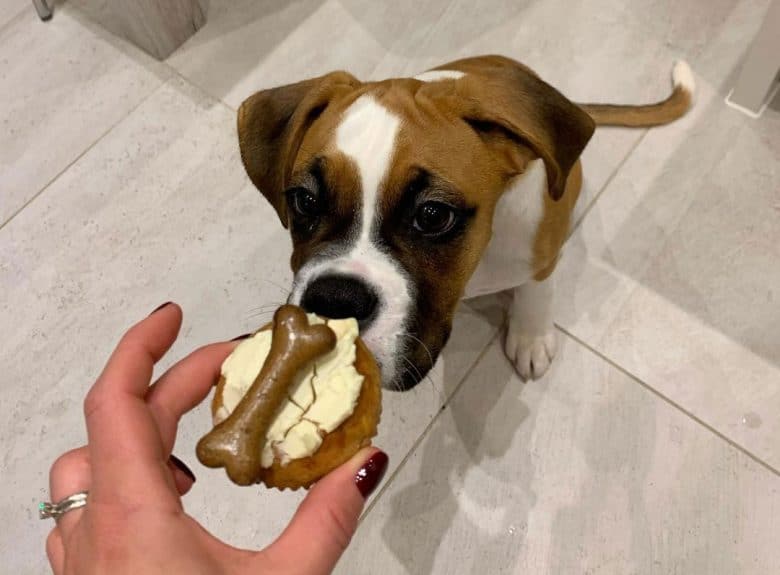 Boxer dog smelling her delicious treats