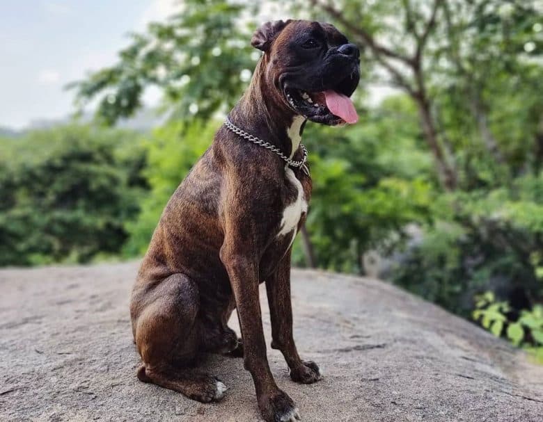 Brindle Boxer dog sitting while tongue sticking out