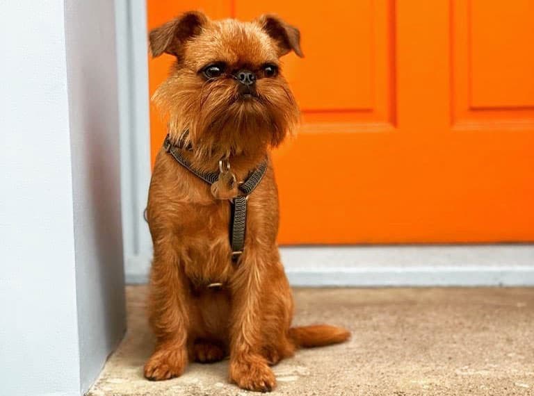 Brussels Griffon dog sitting and waiting her owner
