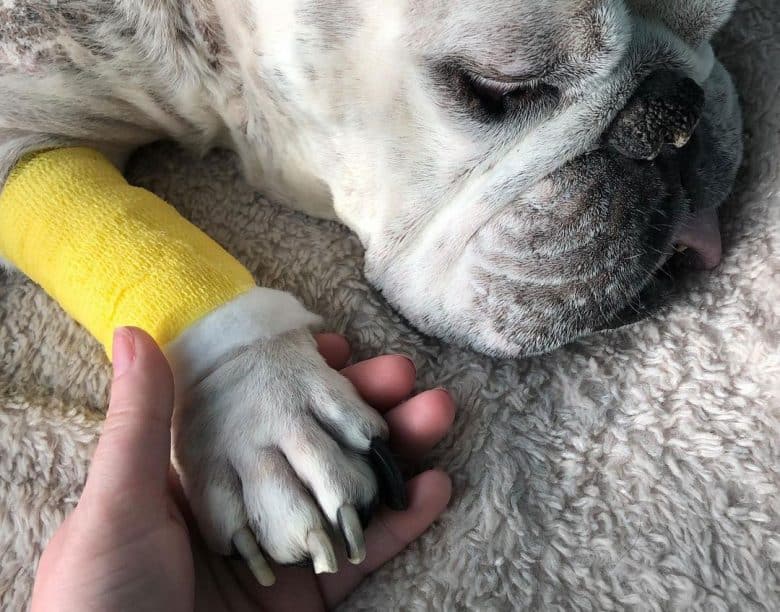 A Bulldog just passed away
