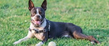 Cheerful Boston Terrier dog relaxing in the park