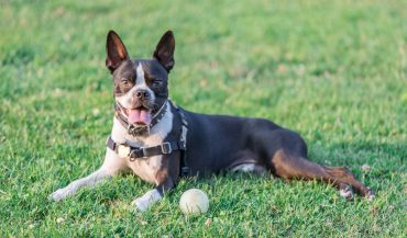 Cheerful Boston Terrier dog relaxing in the park