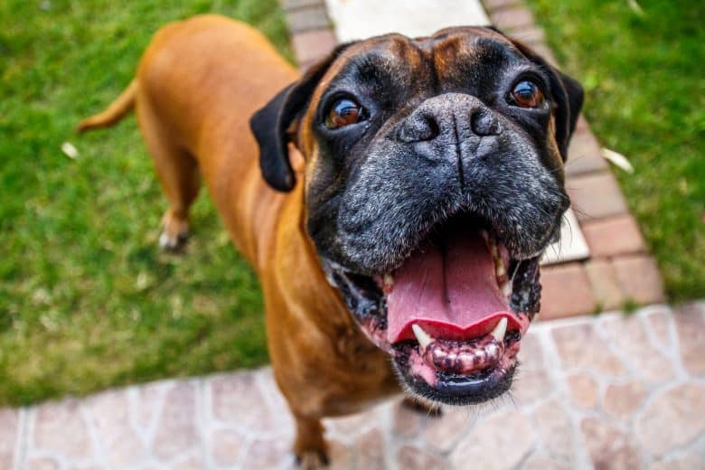 Close-up goofy face of Boxer dog