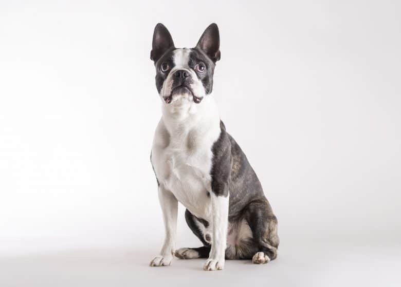 Curious Boston Terrier dog looking upward