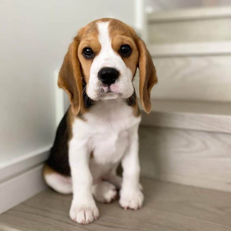 Cute little Beagle puppy