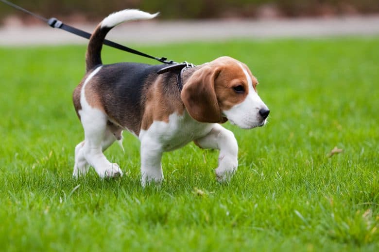 Cute Beagle walking and smelling on the grass