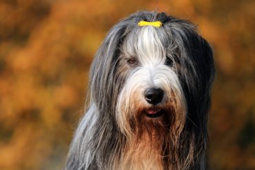 Cute Bearded Collie close-up