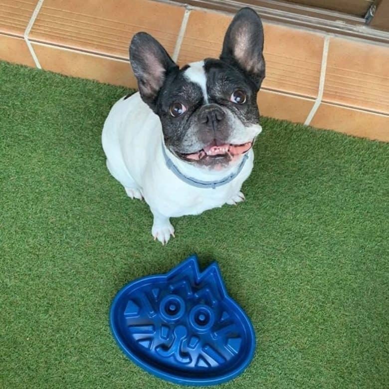 Cute Boston Terrier dog waiting patiently for its treat